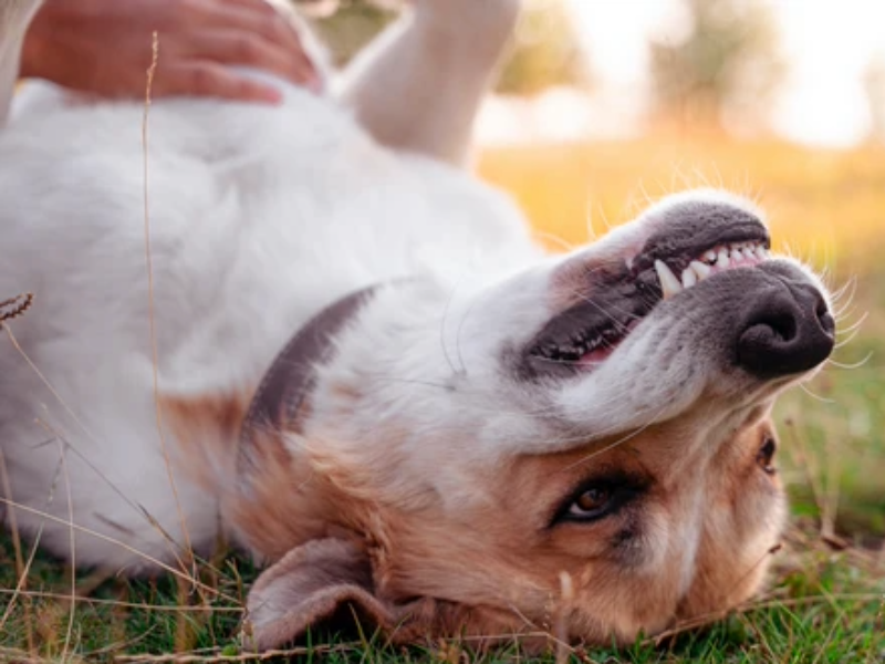 Zahnhygiene bei Hunden