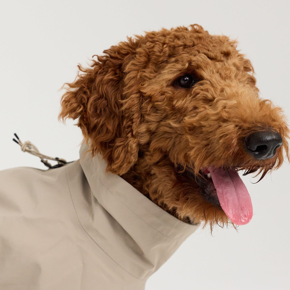 William Walker Waterproof dog raincoat Harbour