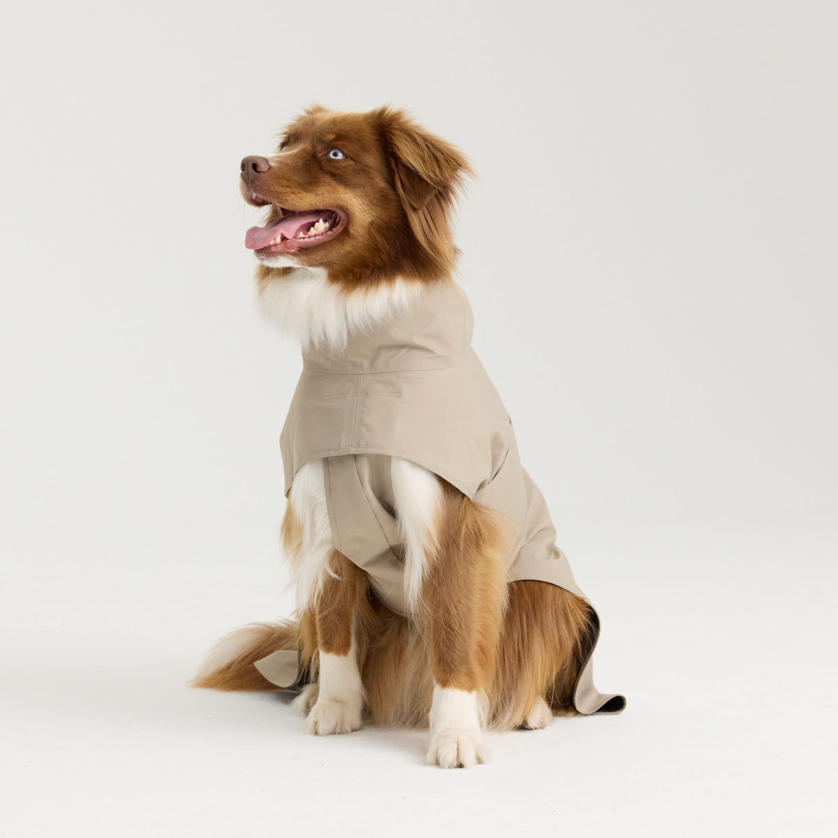 William Walker Waterproof dog raincoat Harbour