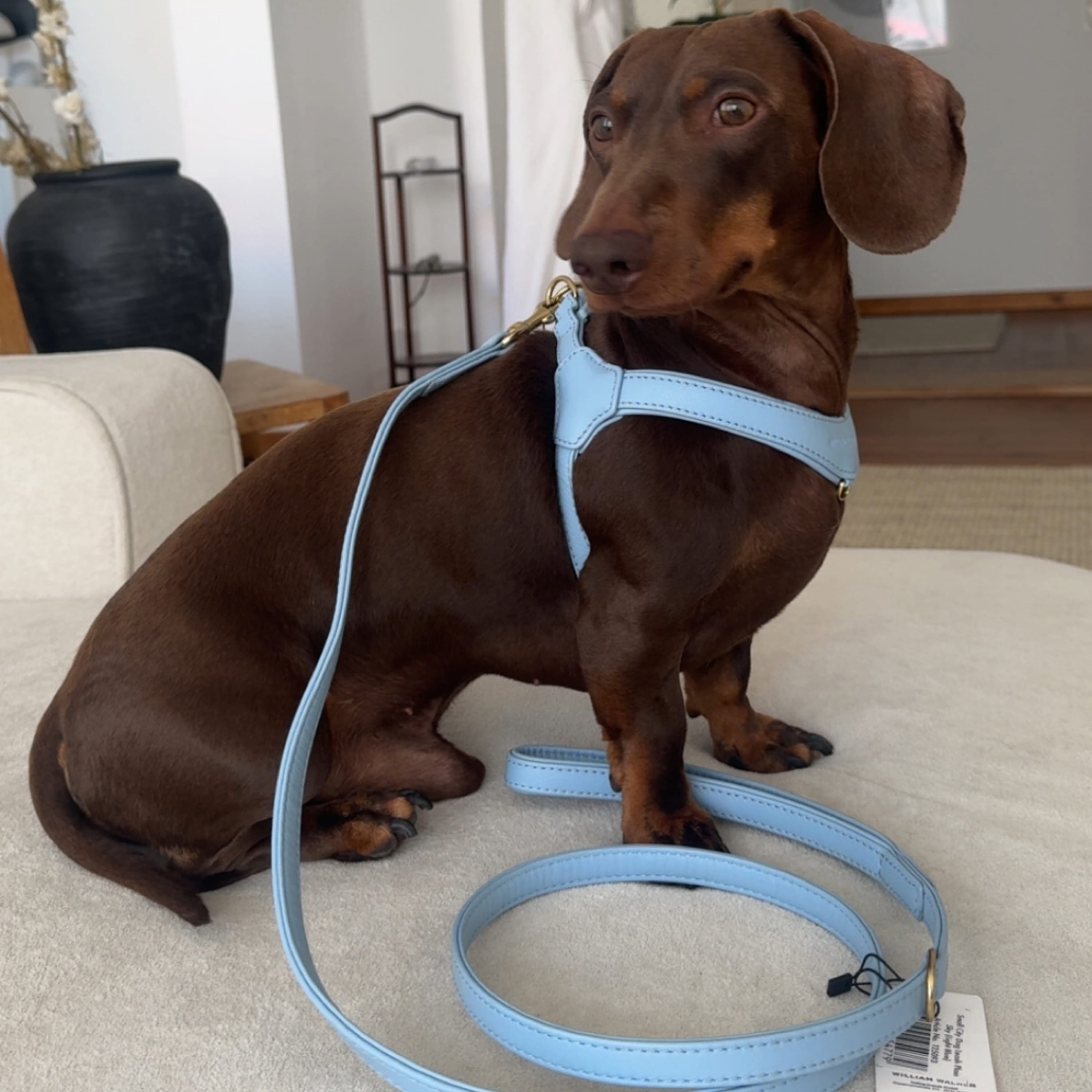William Walker Premium Ledergeschirr Bundle Konfigurator für kleine Hunde