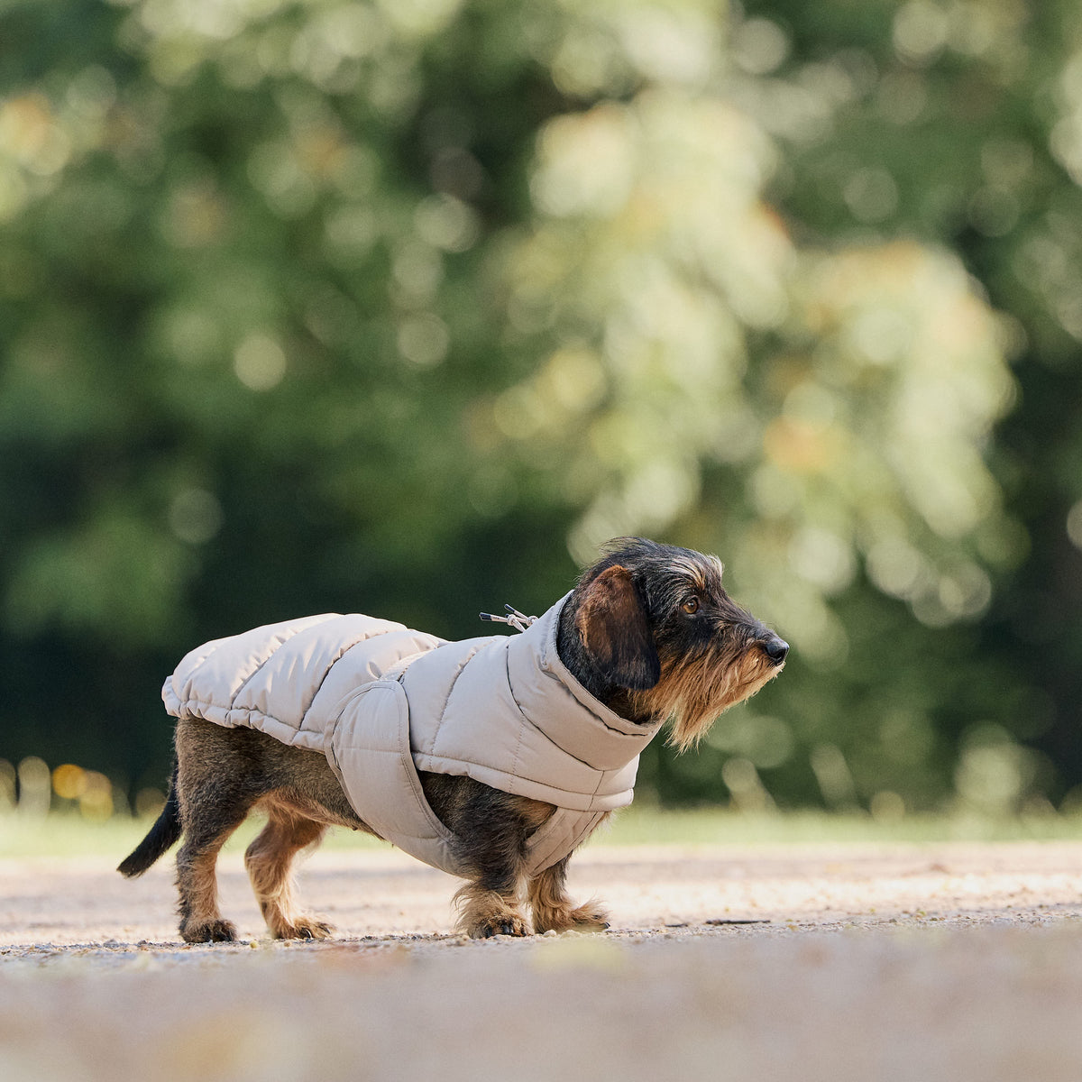 William Walker Winter Hundemantel Alpine für Dackel