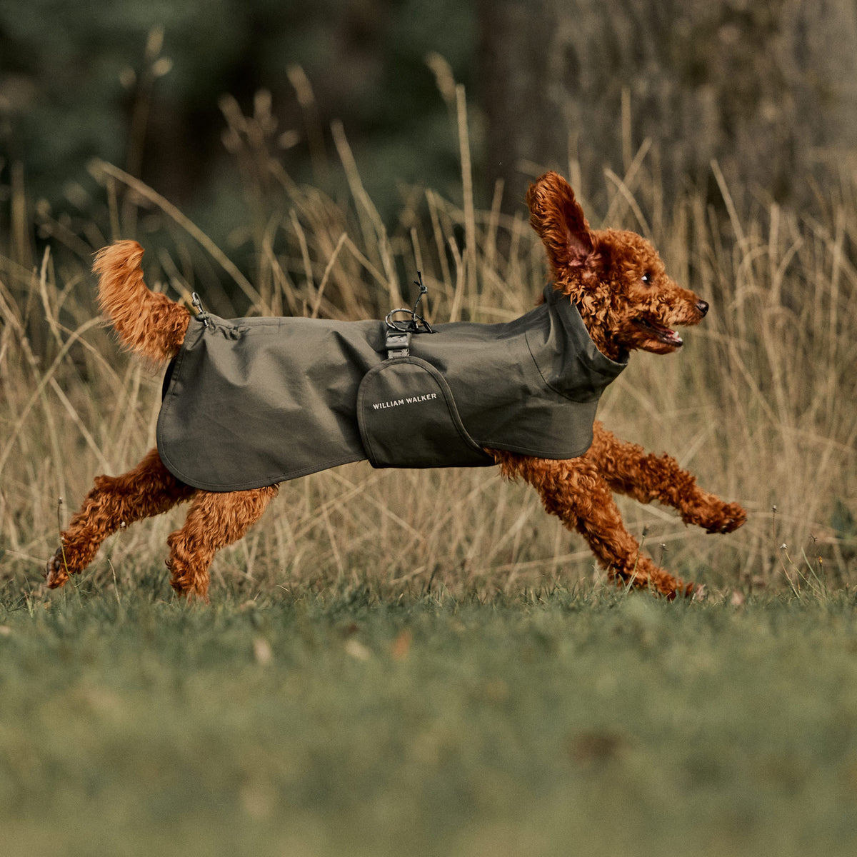 William Walker Waterproof dog raincoat Harbour