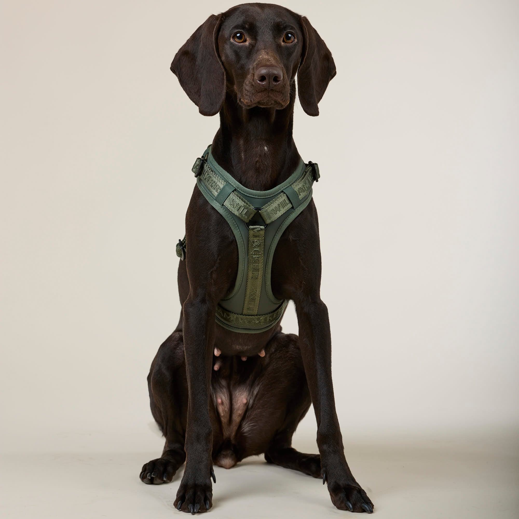 William Walker Premium Hundegeschirr Bundle - Winter Angebot